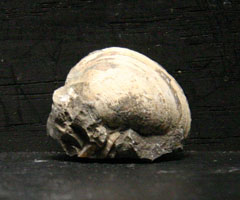 Bivalve-clam